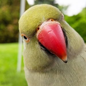 Meet your Posher, Irena